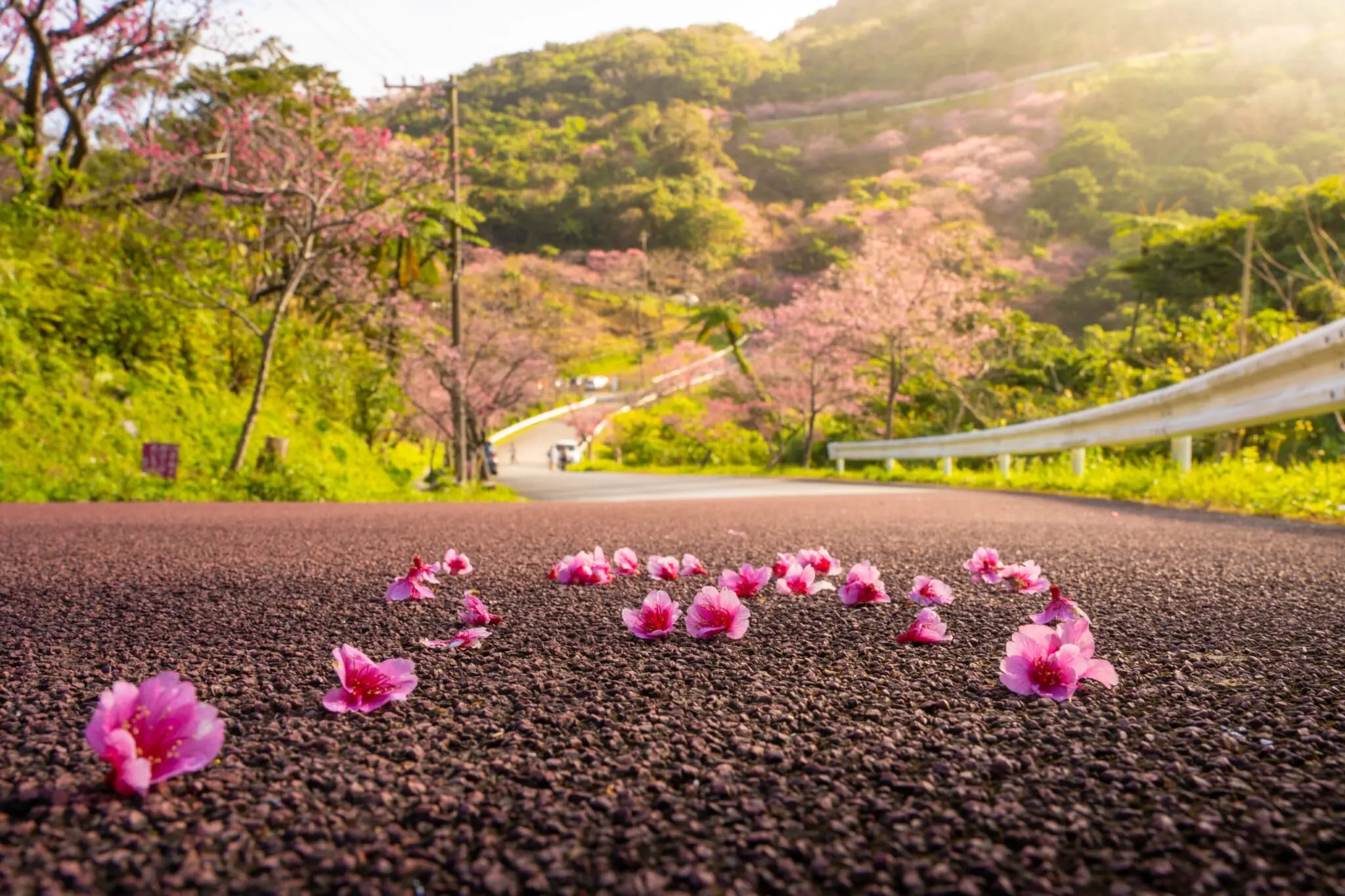 🌳 풀피리 언덕(사쿠라 쿠사부에노오카) 이미지 1